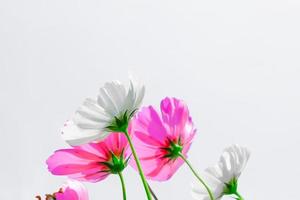 belles fleurs de cosmos blanches et roses sur fond blanc. photo