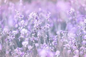belles fleurs sauvages violettes qui fleurissent avec rafraîchissement le matin, pastel doux sur fond nature bokeh photo