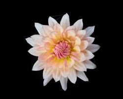 belle fleur de dahlia photo