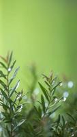 feuille verte naturelle avec arrière-plan flou dans le jardin. photo