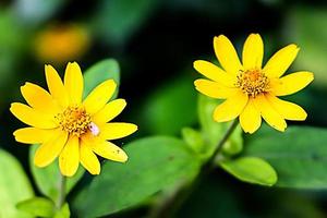 fleur jaune avec texture d'arrière-plan flou photo