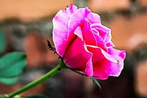 fleur rose avec texture d'arrière-plan flou photo