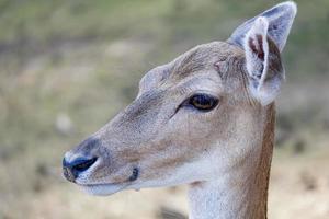 portrait d'un jeune cerf photo