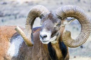 portrait de mouton mouflon avec des cornes photo