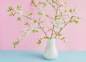 branches de cerisier en fleurs dans un vase blanc sur fond rose et bleu pastel double. photo