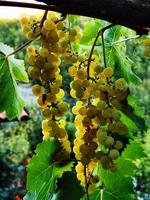 grappes de raisins muscat blanc, presque prêtes pour la récolte d'automne parmi les vignes du vignoble photo