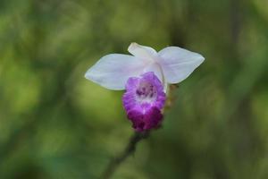 Cattleya percivaliana est une espèce d'orchidée. il partage le nom commun d'orchidée de noël photo