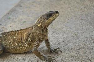 le lézard des moluques ou soa-soa photo