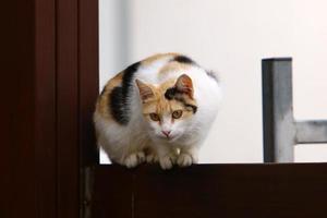 le chat domestique est un mammifère de la famille des félins de l'ordre des carnivores. photo