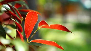 excoecaria cochinchinensis lour. feuilles vertes et rouges photo