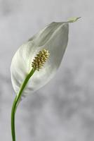 fleur de calla en fleurs blanches solitaires photo