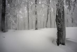 dans la forêt de hêtres brumeuse d'hiver