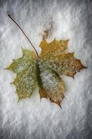 feuille d'érable d'automne photo