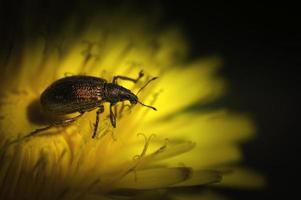 caridae beatle curculionoidea photo