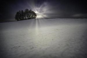 arbres sur une colline photo