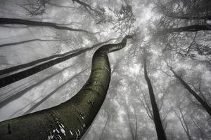 couronne d'arbre d'hiver photo