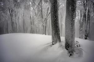 dans la forêt de hêtres brumeuse d'hiver photo