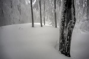 dans la forêt de hêtres brumeuse d'hiver photo