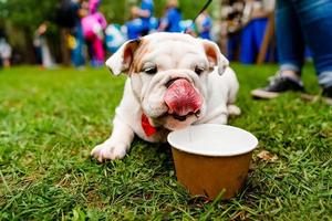 chiot bouledogue britannique. le chien se trouve sur une pelouse verte et boit de l'eau, portrait en gros plan. photo