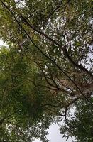 feuilles denses et branches d'arbres avec un point de vue vers le haut, vers le ciel. photo