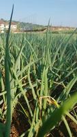 plantations d'oignons et de poireaux dans l'ouest de java. photo