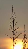 silhouette de mauvaises herbes sur fond de coucher de soleil photo