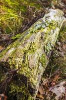 arbre de branche de bois scié du tronc sur un sol forestier à feuilles caduques. photo