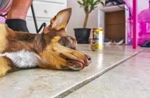 portrait de chien russe toy terrier tout en étant fatigué et dort au mexique. photo