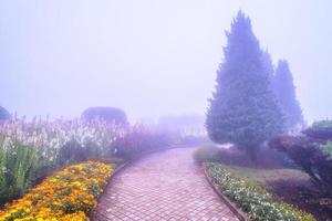 passerelle dans la brume. photo