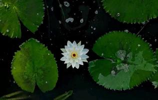 fleur de lotus dans le lac photo