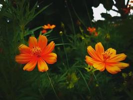 fleur de cosmos, fond floral photo