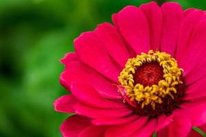 gros plan sur une fleur de zinnia rouge en fleurs, mise au point douce. photo