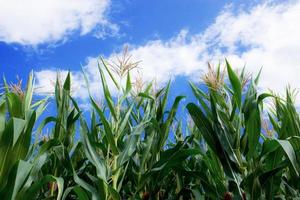 plants de maïs au ciel bleu. photo