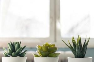 différentes succulentes dans de petits pots blancs contre la fenêtre. décor à la maison, design de style nordique photo