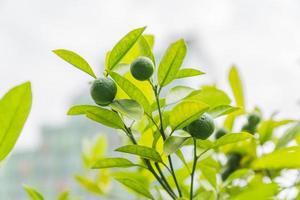 lumumes mûrs ion un arbre brunch. récolte fraîche de fruits écologiques. photo