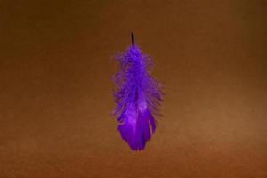 concept tendance - lévitation de plumes violettes sur fond marron photo