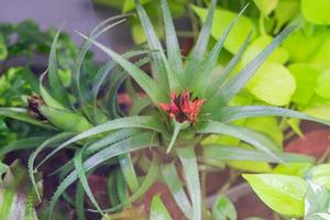 vue de dessus de l'aloe vera en fleurs dans la maison verte. fleur rouge. photo