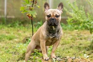 portrait d'un jeune bouledogue français brun posant sur un appareil photo. chien de race pure à l'extérieur. photo