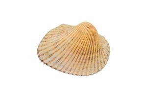 Close up of sea shell isolé sur fond blanc avec clipping path photo