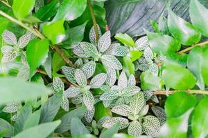 vue de dessus de sanchezia speciosa leonard. belle plante à rayures blanches photo