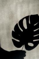ombre de feuille de monstère tropicale sur un mur gris vide, noir et blanc photo