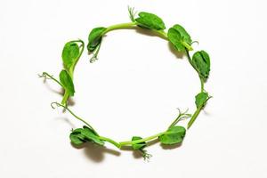 couronne de micro-verts de jeunes pois sur fond blanc. concept d'alimentation saine. jardin frais photo