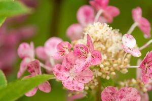 fleur d'hortensia rose fleurit sur fond vert. photo