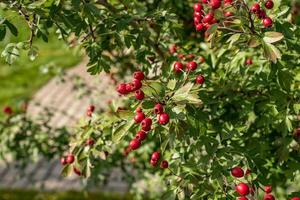 buisson d'aubépine avec des baies rouges mûres dans le jardin photo