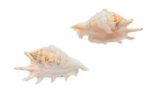 Deux côtés de coquille de mer lambis isolé sur fond blanc avec un tracé de détourage photo