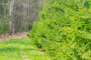 une rangée de jeunes pins dans le parc de Worest poussant le long de la route photo