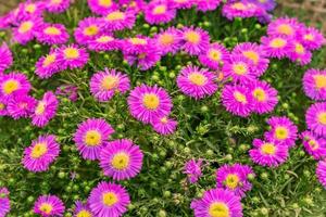 Aster dumosus en gros plan. beautifu flovers en fleurs violettes et jaunes dans le jardin photo