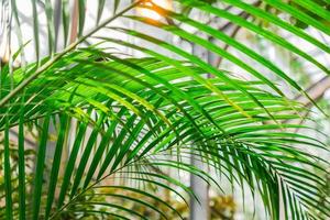 fond exotique vert. folie luxuriante. différentes feuilles tropicales contre le ciel. concept floral d'été photo