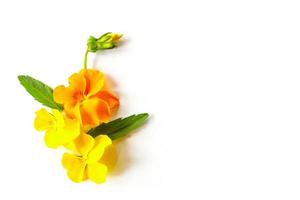 arrangement floral de fleurs de pensée jaune en fleurs avec des feuilles et des bourgeons sur fond blanc avec espace de copie. photo