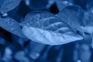 feuille tropicale de couleur bleue tendance. fond bleu classique. photo